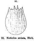 Notholca squamula