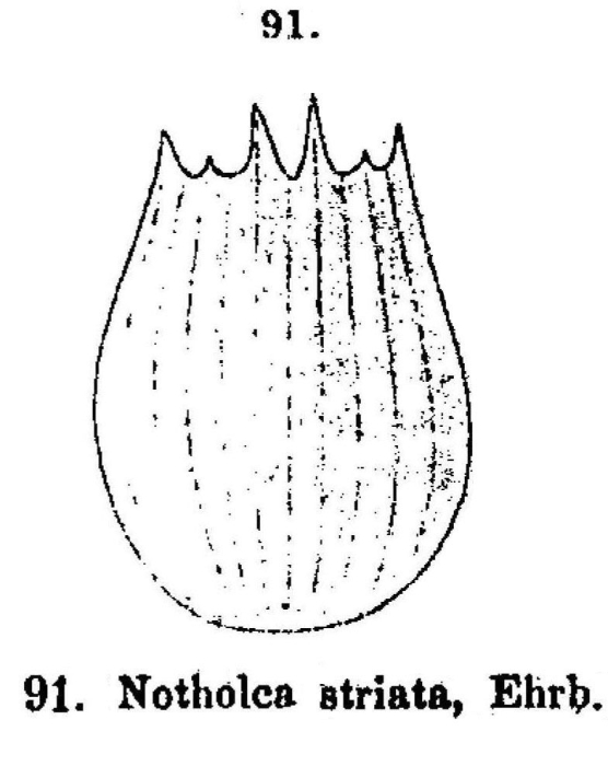 Notholca squamula Notholca squamula