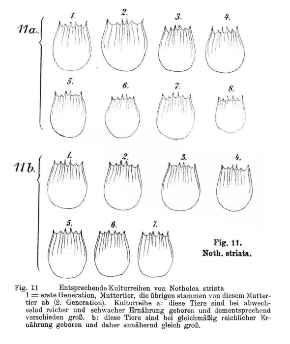 Notholca squamula