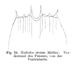 Notholca squamula