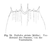 Notholca squamula