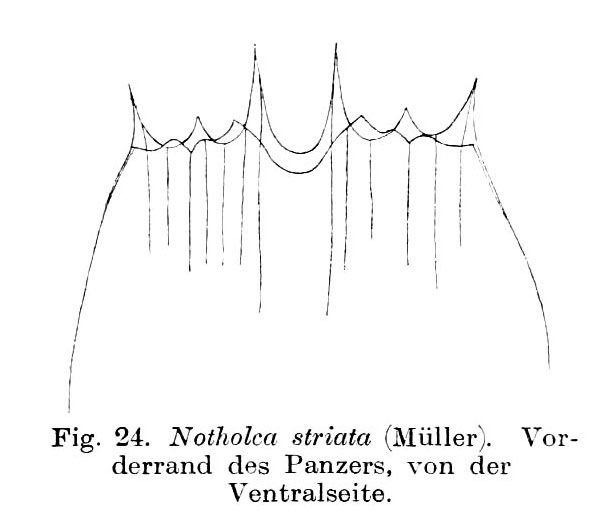 Notholca squamula Notholca squamula