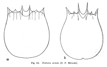 Notholca squamula