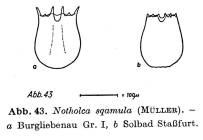 Notholca squamula