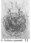 Notholca squamula