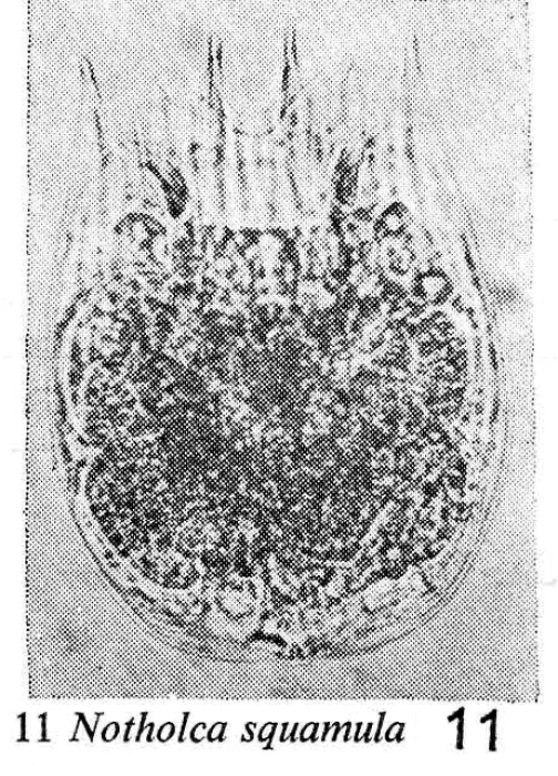 Notholca squamula Notholca squamula