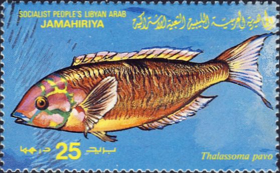 Thalassoma pavo Thalassoma pavo