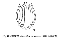 Notholca squamula