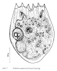 Notholca squamula
