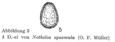 Notholca squamula