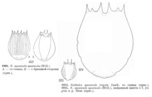 Notholca squamula