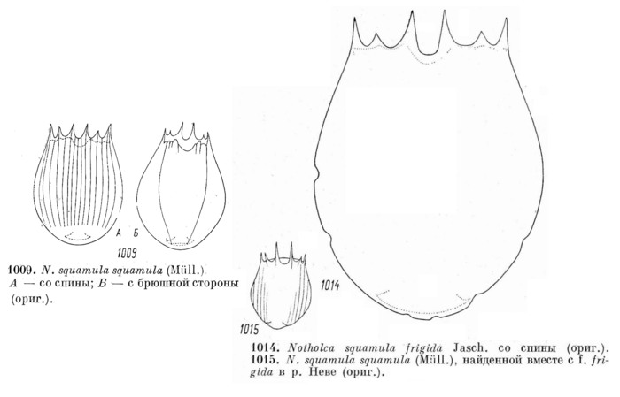 Notholca squamula Notholca squamula