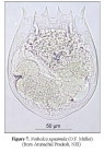 Notholca squamula