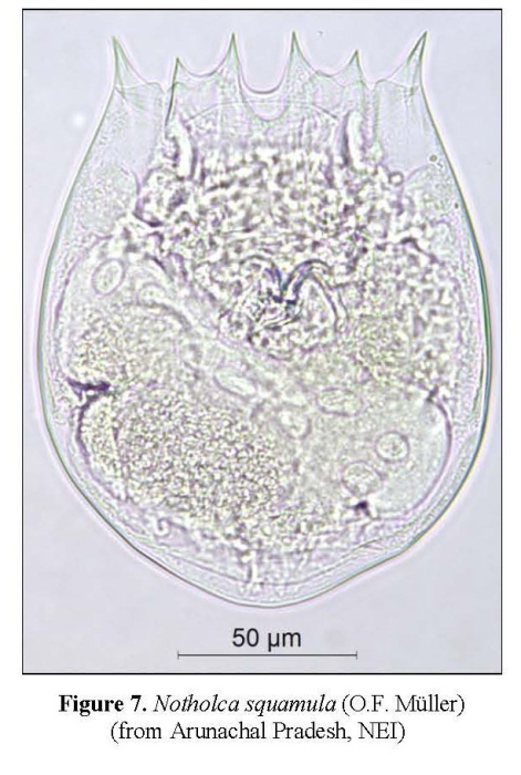 Notholca squamula