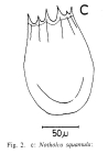 Notholca squamula