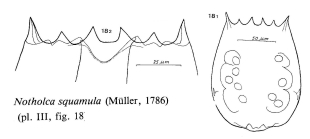 Notholca squamula