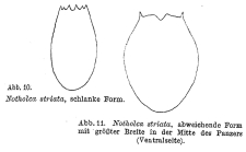 Notholca squamula