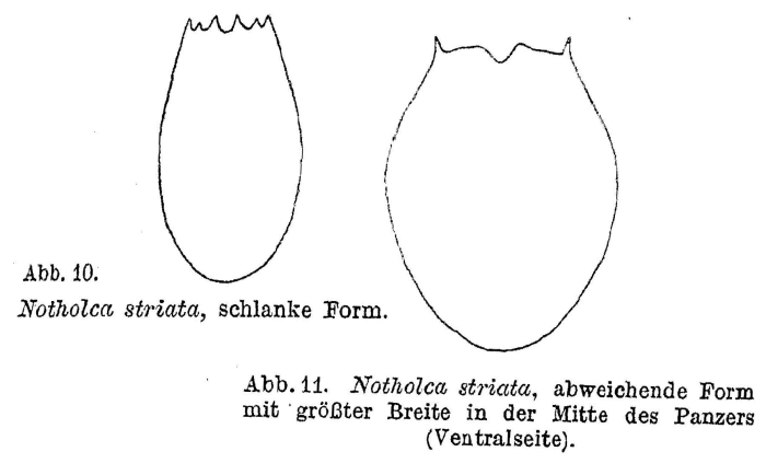 Notholca squamula