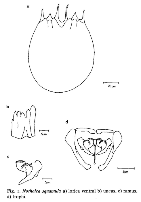 Notholca squamula