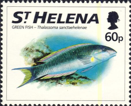 Thalassoma sanctaehelenae Thalassoma sanctaehelenae