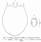 Notholca squamula