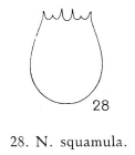 Notholca squamula