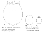 Notholca squamula