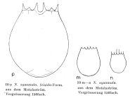 Notholca squamula