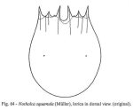 Notholca squamula