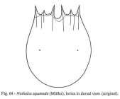 Notholca squamula