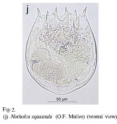Notholca squamula Notholca squamula