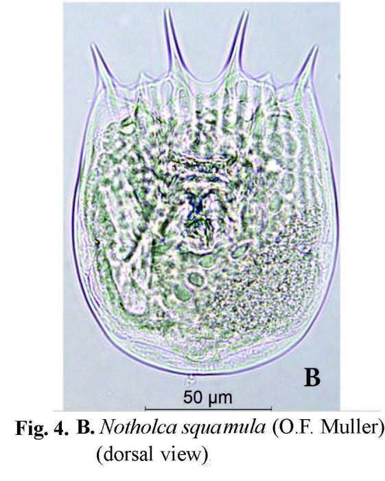 Notholca squamula