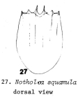 Notholca squamula