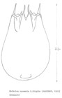 Notholca squamula