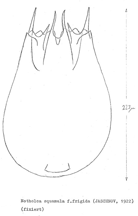Notholca squamula Notholca squamula