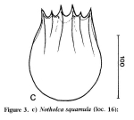 Notholca squamula