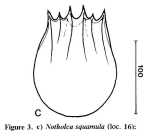 Notholca squamula