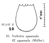 Notholca squamula