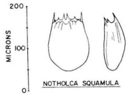 Notholca squamula