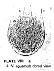 Notholca squamula