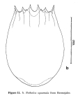 Notholca squamula
