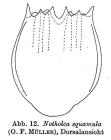 Notholca squamula