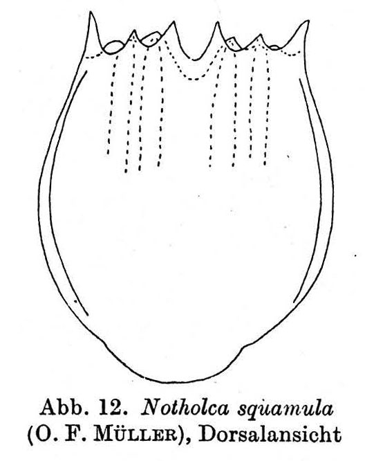 Notholca squamula Notholca squamula