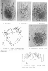 Notholca squamula