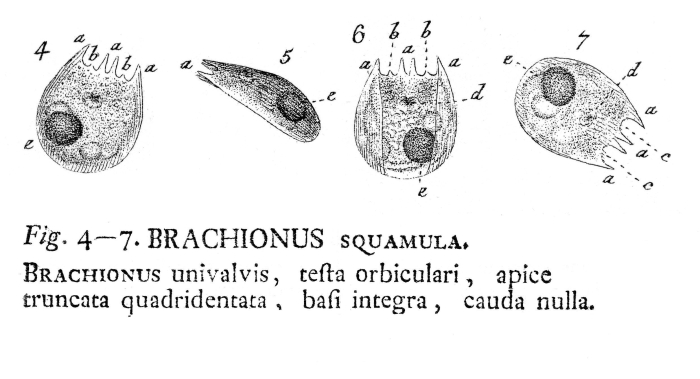 Notholca squamula - Original description image