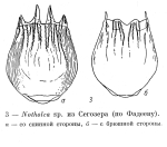 Notholca squamula cristata