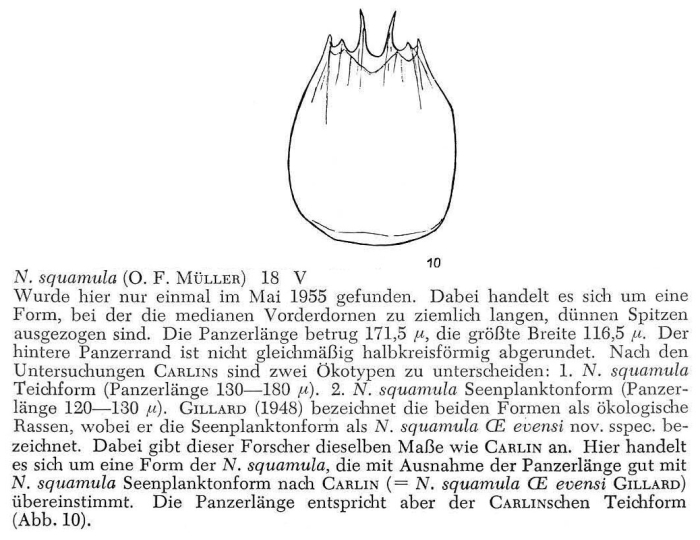 Notholca squamula evensi Notholca squamula evensi