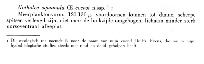 Notholca squamula evensi - Original description image