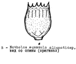 Notholca squamula limnetica