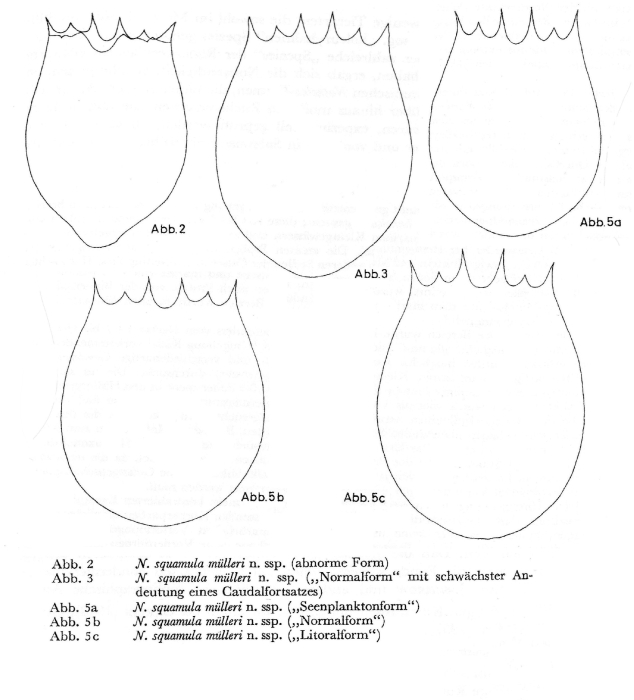 Notholca squamula muelleri - Original description image